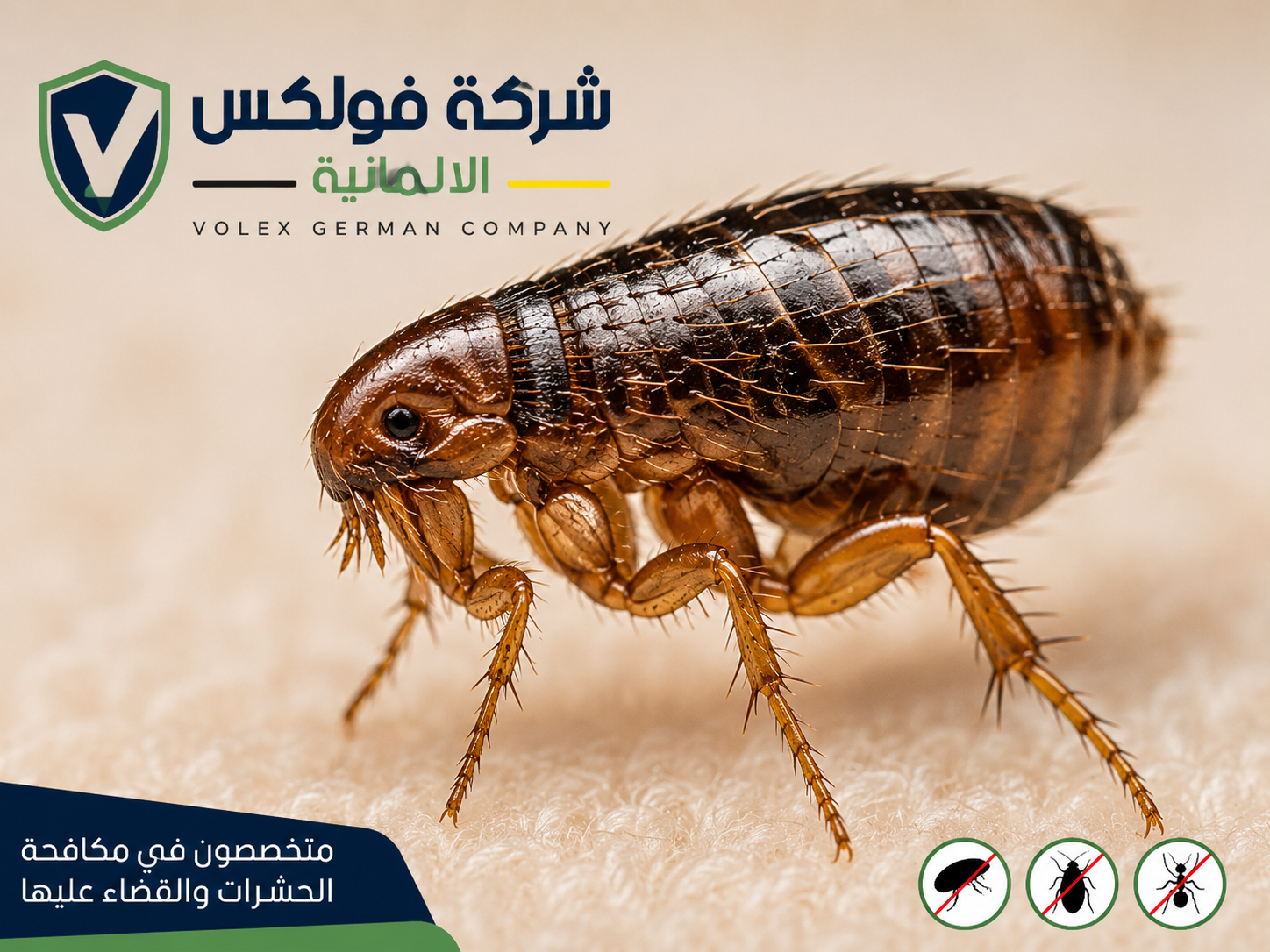 ابادة البراغيث